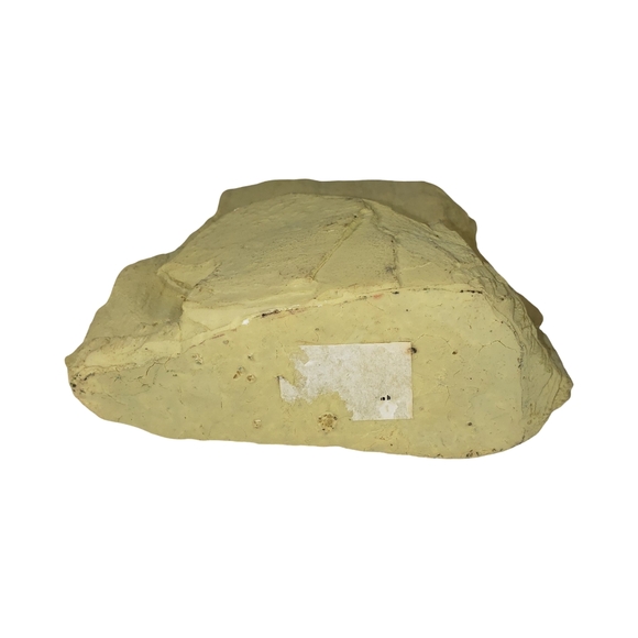 Tiger Decor - Picture 6 of 8